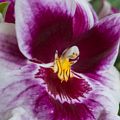 Orchid.<br />June 8, 2014 - Isabella Stewart Gardner Museum, Boston, Massachusetts.