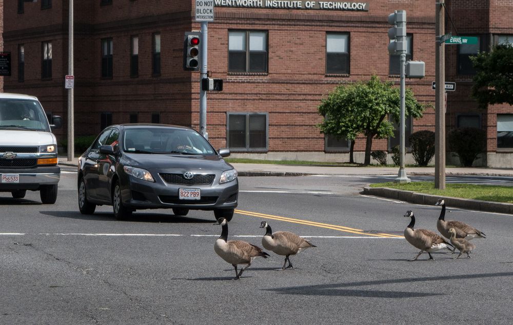 Canada geese crossing the Fenway.<br />June 8, 2014 - Boston, Massachusetts.