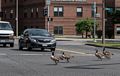 Canada geese crossing the Fenway.<br />June 8, 2014 - Boston, Massachusetts.