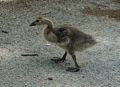 Young Canada goose on the Emerald Necklace.<br />June 8, 2014 - Boston, Massachusetts.