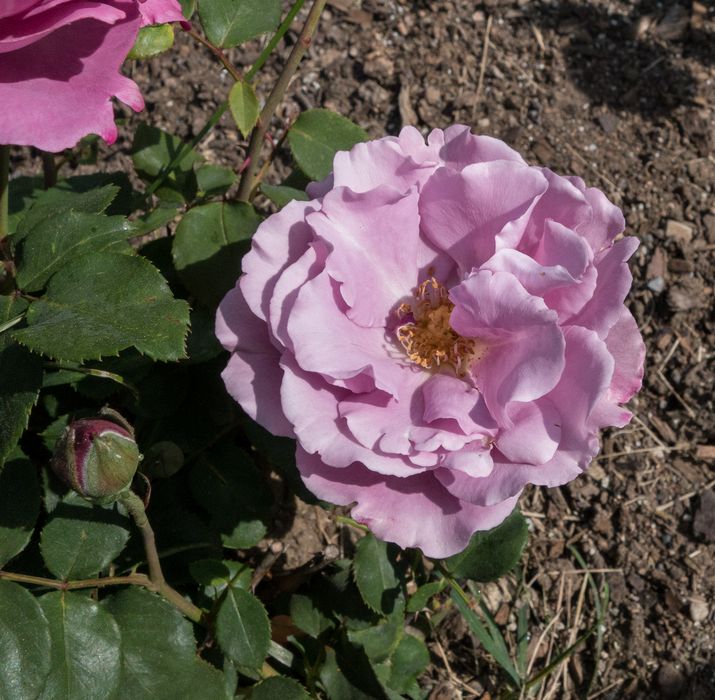 James P. Kelleher Rose Garden.<br />June 8, 2014 - Boston, Massachusetts.