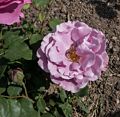 James P. Kelleher Rose Garden.<br />June 8, 2014 - Boston, Massachusetts.