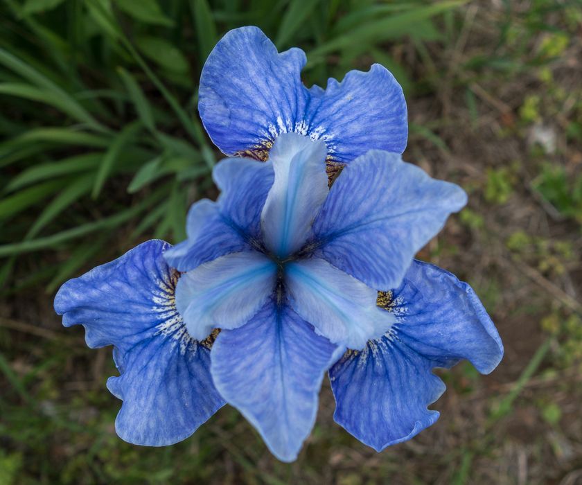Iris.<br />A walk with Lance.<br />June 10, 2014 - Maudslay State Park, Newburyport, Massachusetts.
