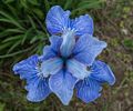 Iris.<br />A walk with Lance.<br />June 10, 2014 - Maudslay State Park, Newburyport, Massachusetts.