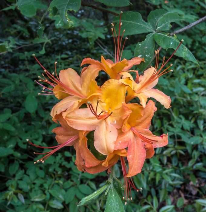 Azalea.<br />A walk with Lance.<br />June 10, 2014 - Maudslay State Park, Newburyport, Massachusetts.