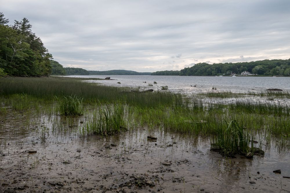 Low tide on the Merrimack River.<br />A walk with Lance.<br />June 10, 2014 - Maudslay State Park, Newburyport, Massachusetts.