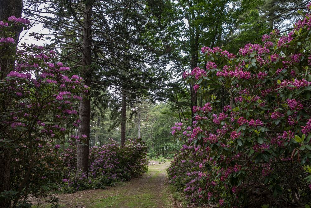 A walk with Lance.<br />June 10, 2014 - Maudslay State Park, Newburyport, Massachusetts.