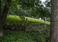Gate along Curzon Mill Road.<br />A walk with Lance.<br />June 10, 2014 - Maudslay State Park, Newburyport, Massachusetts.