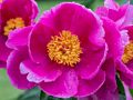 Peony.<br />June 14, 2014 - Maudslay State Park, Newburyport, Massachusetts.