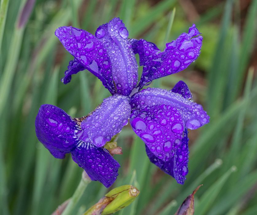 Iris.<br />June 14, 2014 - Maudslay State Park, Newburyport, Massachusetts.