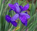 Iris.<br />June 14, 2014 - Maudslay State Park, Newburyport, Massachusetts.