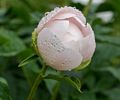 Peony.<br />June 14, 2014 - Maudslay State Park, Newburyport, Massachusetts.