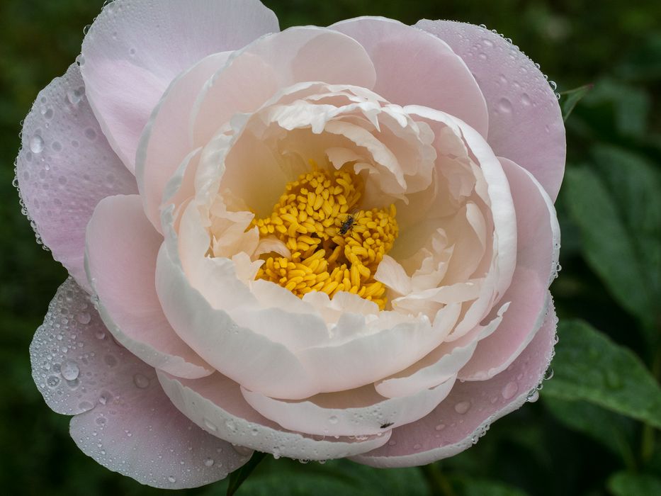 Peony.<br />June 14, 2014 - Maudslay State Park, Newburyport, Massachusetts.