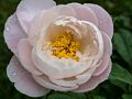 Peony.<br />June 14, 2014 - Maudslay State Park, Newburyport, Massachusetts.