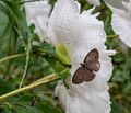 Butterfly on a peony.<br />June 14, 2014 - Maudslay State Park, Newburyport, Massachusetts.