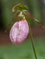 Ladyslipper.<br />June 14, 2014 - Maudslay State Park, Newburyport, Massachusetts.