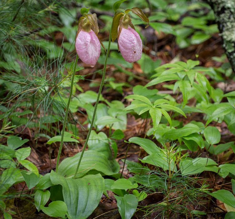 Ladyslippers.<br />June 14, 2014 - Maudslay State Park, Newburyport, Massachusetts.