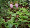 Ladyslippers.<br />June 14, 2014 - Maudslay State Park, Newburyport, Massachusetts.