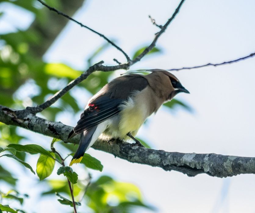 Cedar waxwing.<br />June 16, 2014 - Sandy Point State Reservation, Plum Island, Massachusetts.