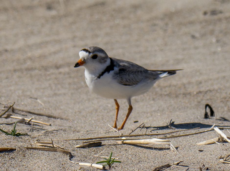 Plower.<br />June 16, 2014 - Sandy Point State Reservation, Plum Island, Massachusetts.