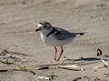 Plower.<br />June 16, 2014 - Sandy Point State Reservation, Plum Island, Massachusetts.