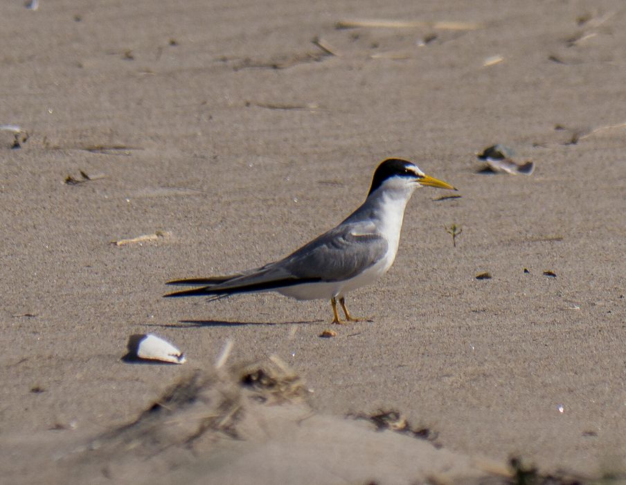 Least tern.<br />June 16, 2014 - Sandy Point State Reservation, Plum Island, Massachusetts.