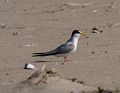 Least tern.<br />June 16, 2014 - Sandy Point State Reservation, Plum Island, Massachusetts.