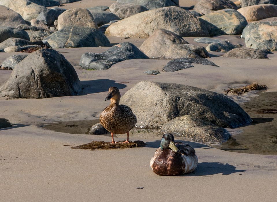Tame mallards on beach.<br />June 16, 2014 - Sandy Point State Reservation, Plum Island, Massachusetts.