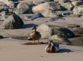 Tame mallards on beach.<br />June 16, 2014 - Sandy Point State Reservation, Plum Island, Massachusetts.