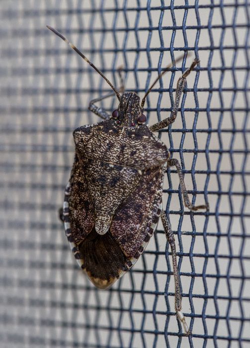 A bug on the front door screen, inside.<br />June 18, 2014 - Merrimac, Massachusetts.