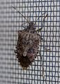 A bug on the front door screen, inside.<br />June 18, 2014 - Merrimac, Massachusetts.