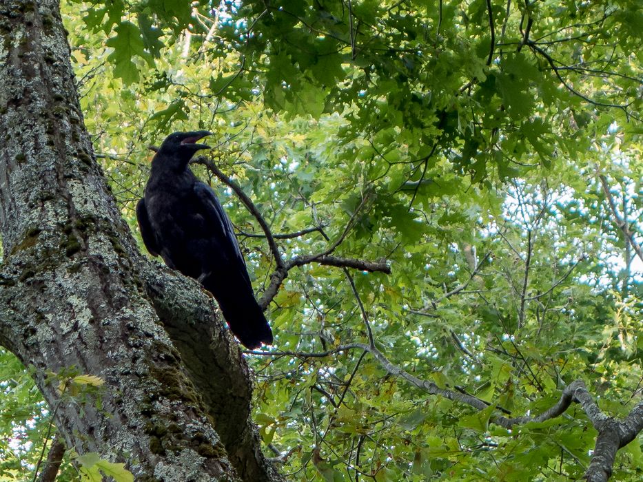 Crow.<br />June 29, 2014 - Maudslay State Park, Newburyport, Massachusetts