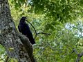 Crow.<br />June 29, 2014 - Maudslay State Park, Newburyport, Massachusetts