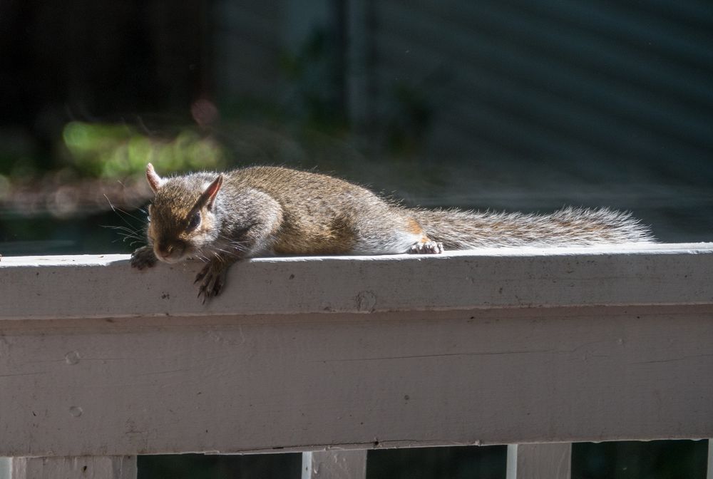 Squirrel lounging on deck railing.<br />July 5, 2014 - Merrimac, Massachusetts.