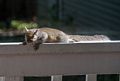 Squirrel lounging on deck railing.<br />July 5, 2014 - Merrimac, Massachusetts.