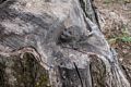 A little mouse at the base of the wood carving.<br />July 10, 2014 - Merrimac, Massachusetts.