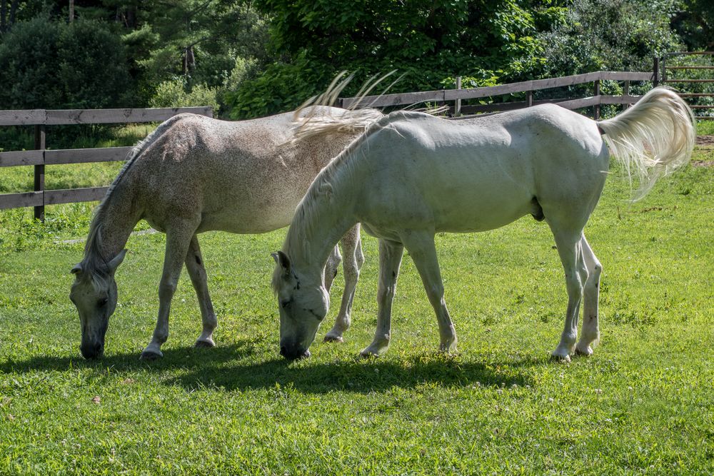 King's Grant Farm.<br />View from McClaren Trail.<br />July 10, 2014 - Merrimac, Massachusetts.