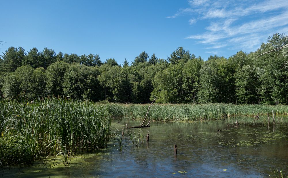 Dammed up Cobbler Brook.<br />July 10, 2014 - Merrimac, Massachusetts.