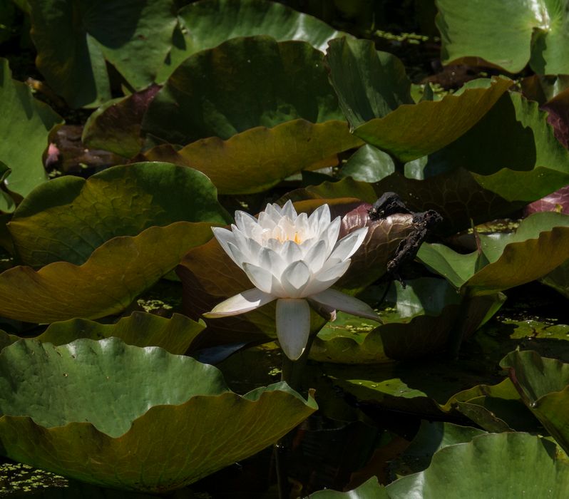 Water lily.<br />July 12, 2014 - Audubon Ipswich River Wildlife Sanctuary, Topsfield, Massachusetts.