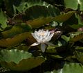 Water lily.<br />July 12, 2014 - Audubon Ipswich River Wildlife Sanctuary, Topsfield, Massachusetts.