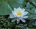 Water lily.<br />July 12, 2014 - Audubon Ipswich River Wildlife Sanctuary, Topsfield, Massachusetts.