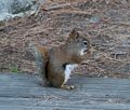 Red squirrel.<br />July 12, 2014 - Audubon Ipswich River Wildlife Sanctuary, Topsfield, Massachusetts.