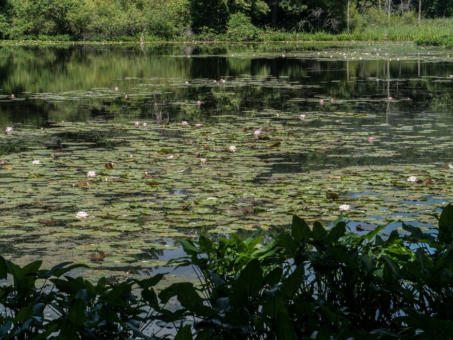 Water lilies blooming in Rockery Pond.<br />July 12, 2014 - Audubon Ipswich River Wildlife Sanctuary, Topsfield, Massachusetts.