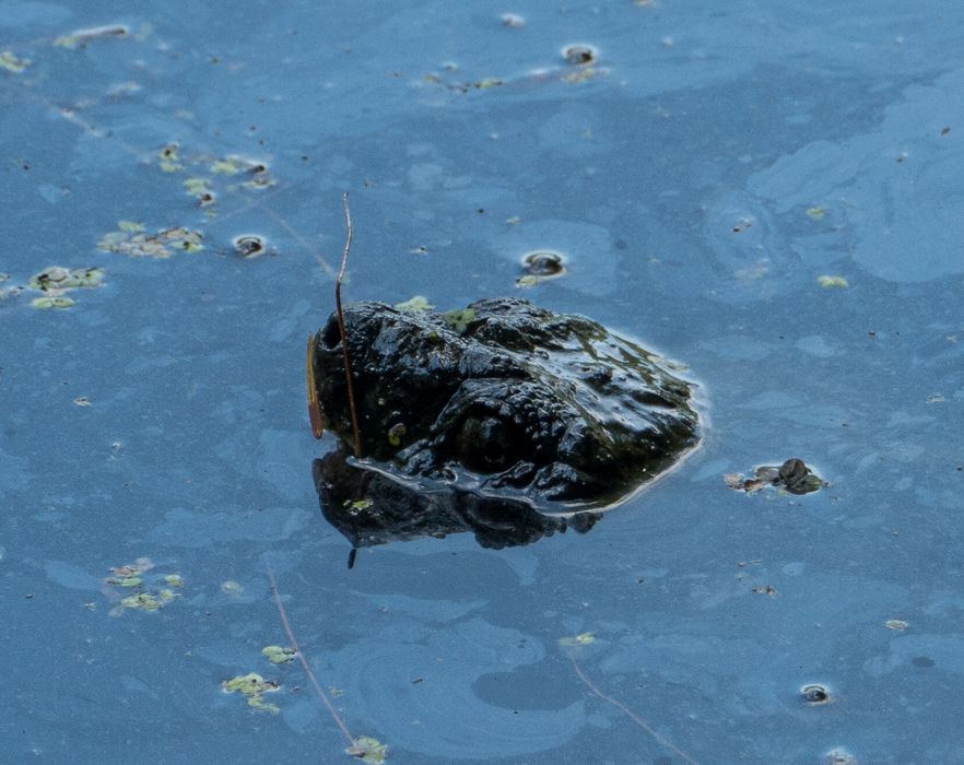 Head of a snapping turtle in Rockery Pond.<br />July 12, 2014 - Audubon Ipswich River Wildlife Sanctuary, Topsfield, Massachusetts.