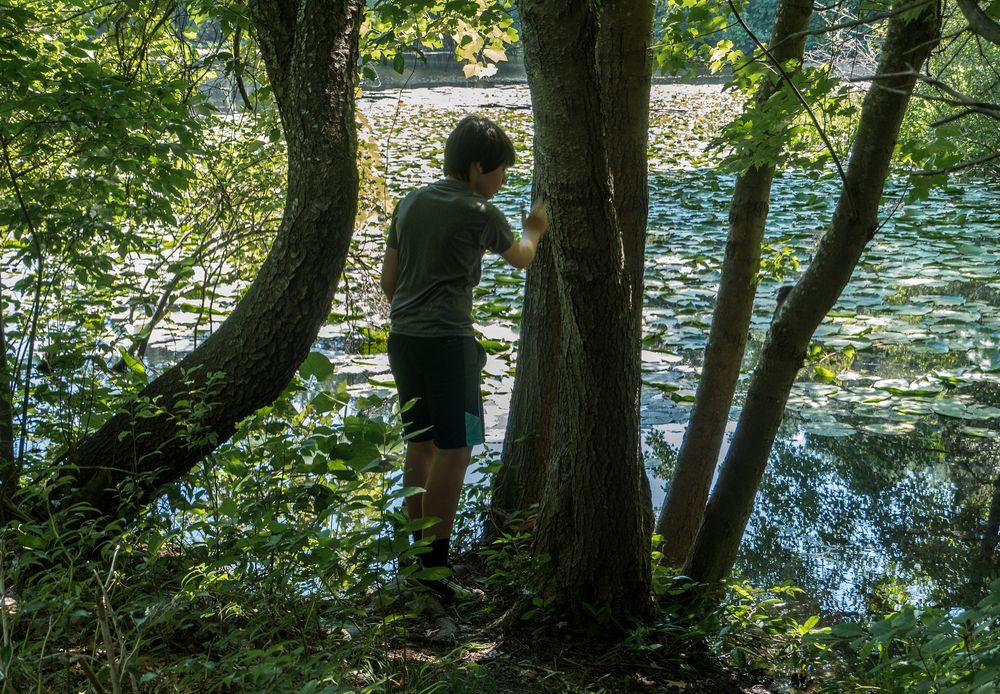 Gujn at edge of Rockery Pond.<br />July 12, 2014 - Audubon Ipswich River Wildlife Sanctuary, Topsfield, Massachusetts.