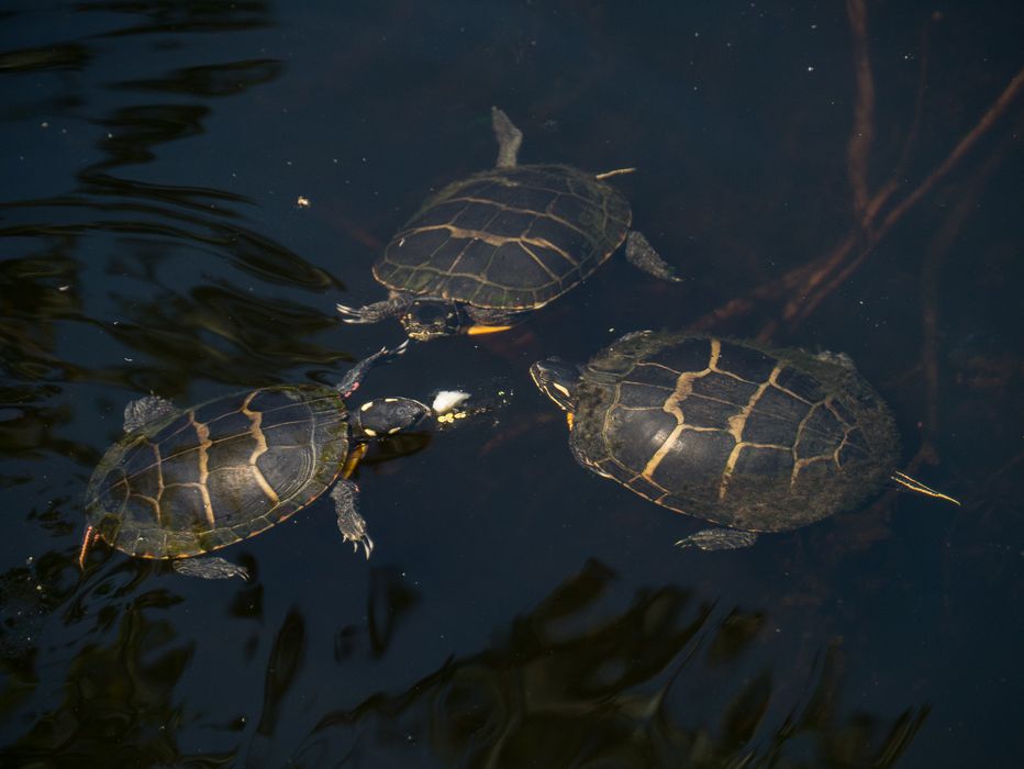 Turtles in Rockery Pond.<br />July 12, 2014 - Audubon Ipswich River Wildlife Sanctuary, Topsfield, Massachusetts.