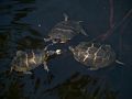 Turtles in Rockery Pond.<br />July 12, 2014 - Audubon Ipswich River Wildlife Sanctuary, Topsfield, Massachusetts.