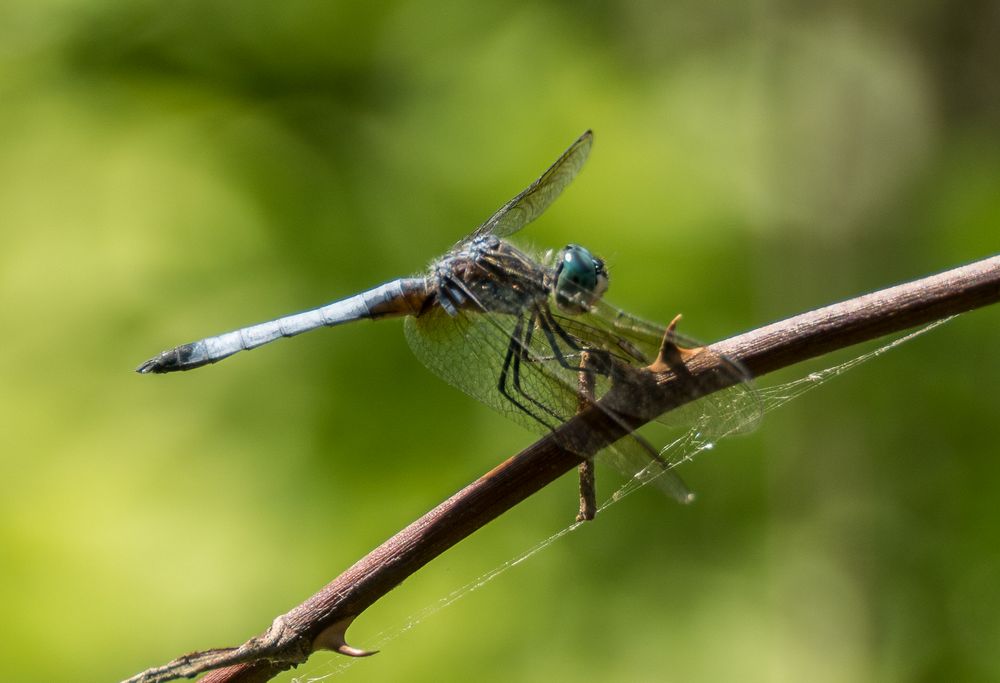 Dragonfly.<br />July 12, 2014 - Audubon Ipswich River Wildlife Sanctuary, Topsfield, Massachusetts.