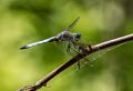 Dragonfly.<br />July 12, 2014 - Audubon Ipswich River Wildlife Sanctuary, Topsfield, Massachusetts.