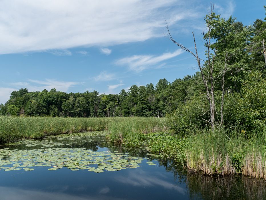 July 12, 2014 - Audubon Ipswich River Wildlife Sanctuary, Topsfield, Massachusetts.